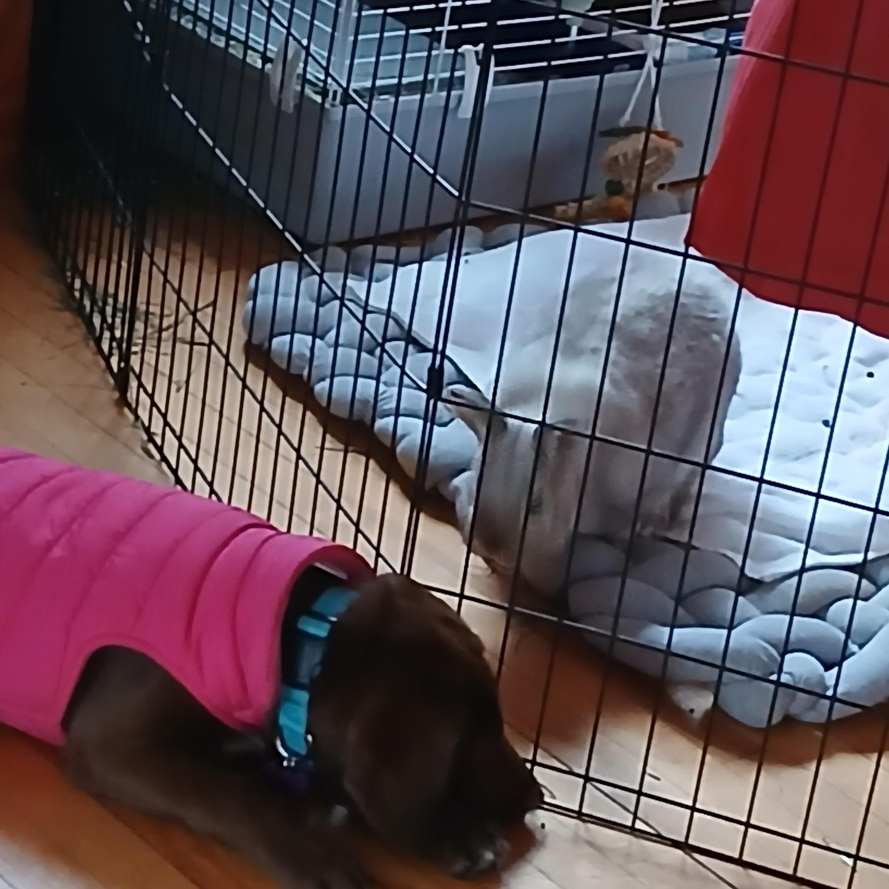 Enlarge Vivi PENDING ADOPTION, a Adoptable mixed breed in South Portland, ME image 2/6