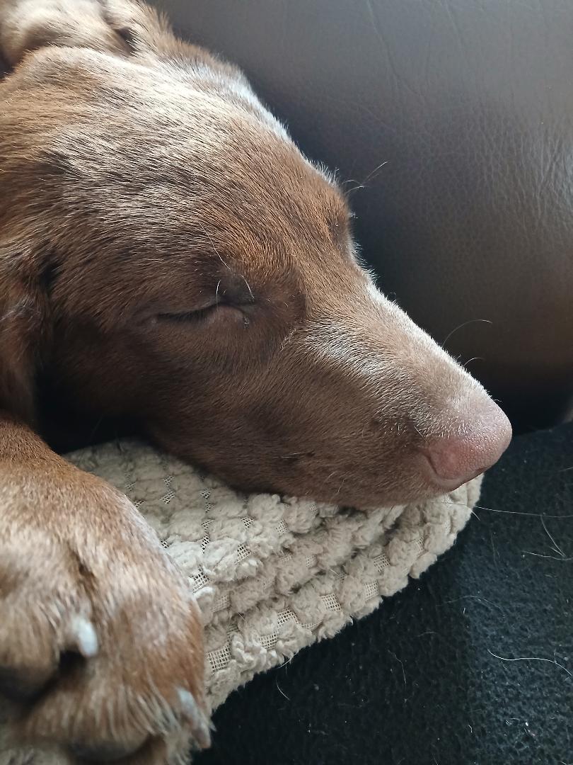 Vivi in Maine, a Adoptable mixed breed in South Portland, ME image 3/4