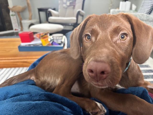 Enlarge Vivi PENDING ADOPTION, a Adoptable mixed breed in South Portland, ME image 4/6