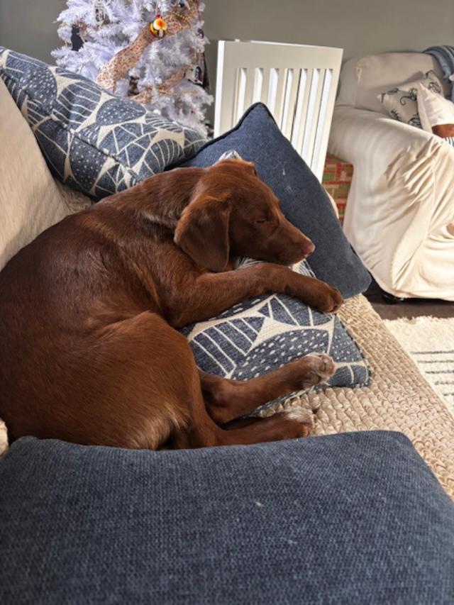 Enlarge Vivi PENDING ADOPTION, a Adoptable mixed breed in South Portland, ME image 6/6