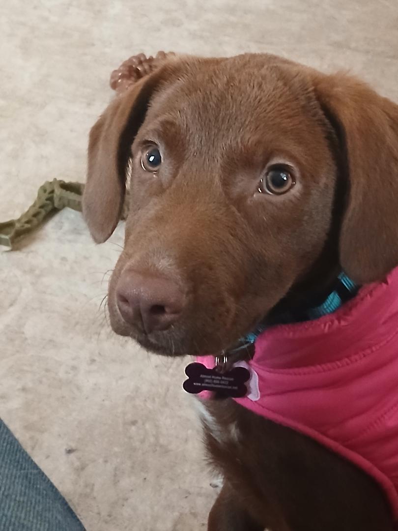 Vivi in Maine, a Adoptable mixed breed in South Portland, ME image 2/4