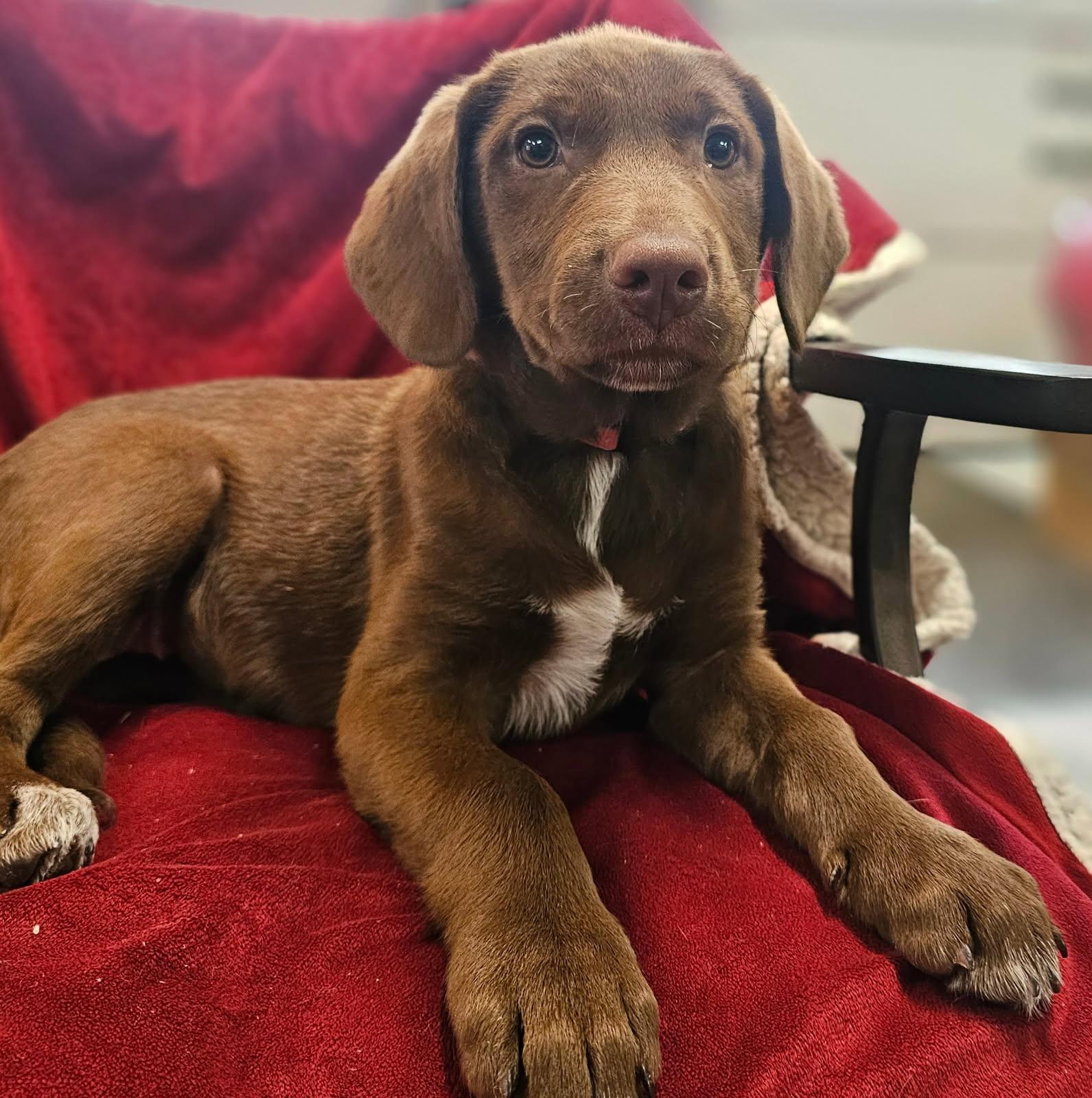 Vivi in Maine, a Adoptable mixed breed in South Portland, ME image 4/4