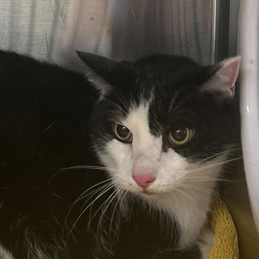 Mouse, Adoptable, Senior Male Domestic Medium Hair.