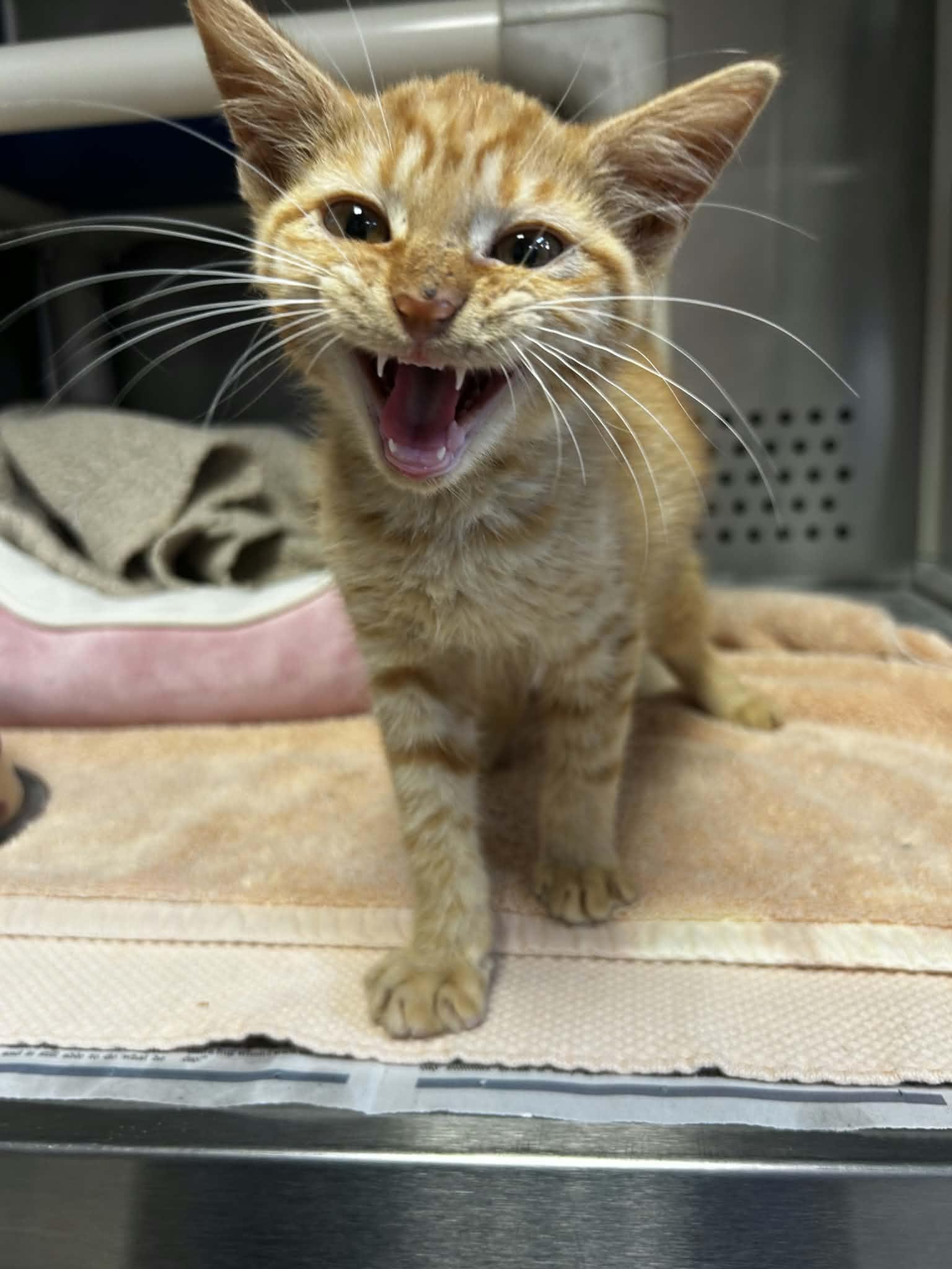 Enlarge Pelé, an adopted Domestic Short Hair in Orange, VA image 3/3