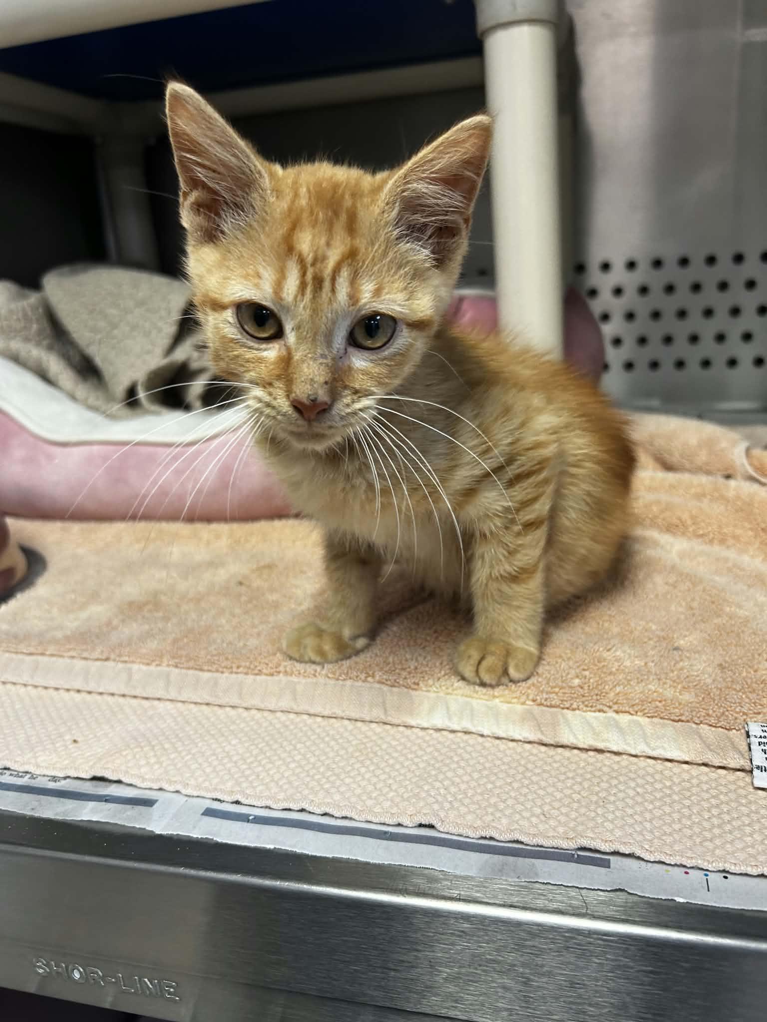 Enlarge Pelé, an adopted Domestic Short Hair in Orange, VA image 2/3