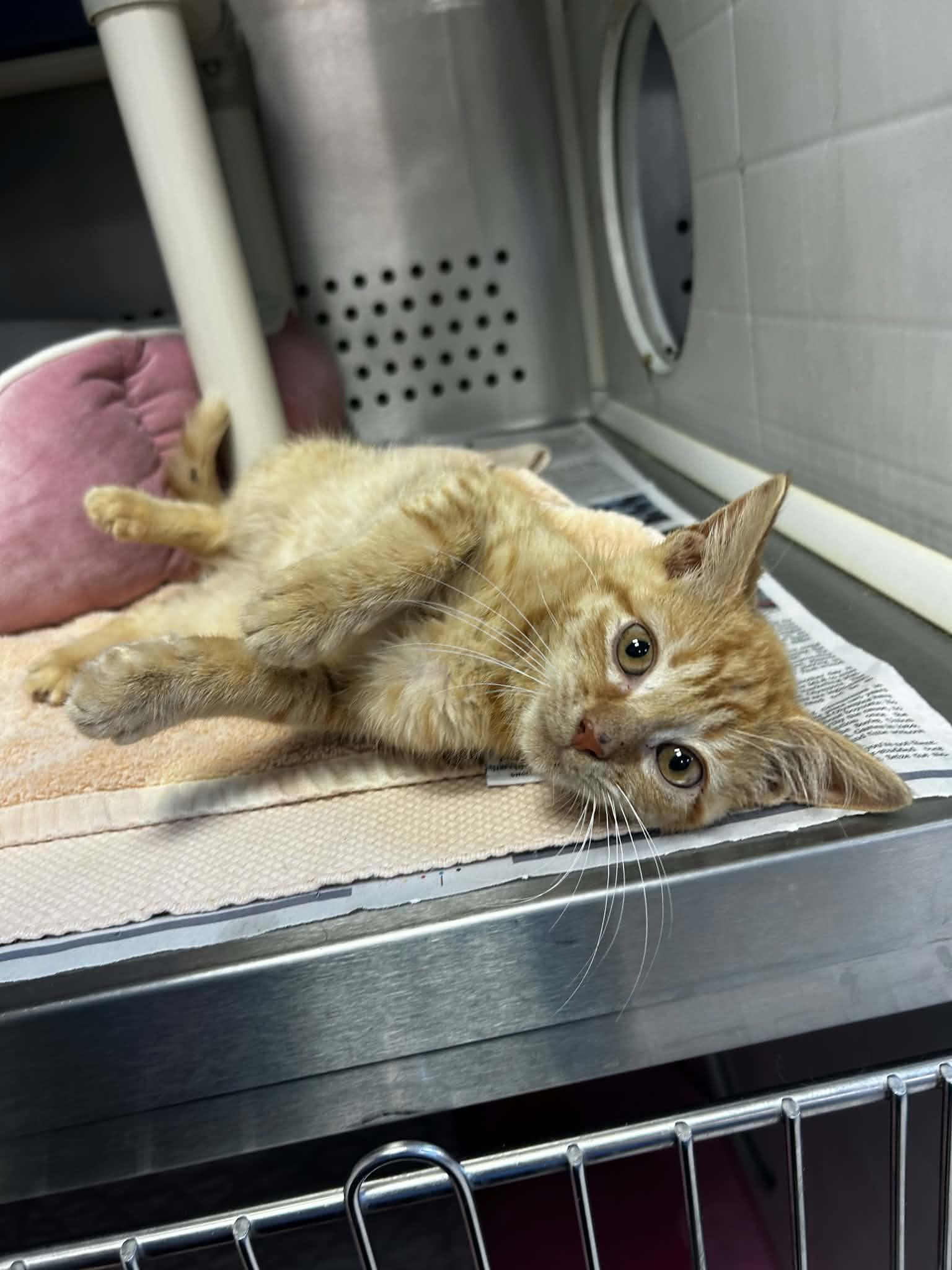 Enlarge Pelé, an adopted Domestic Short Hair in Orange, VA image 1/3
