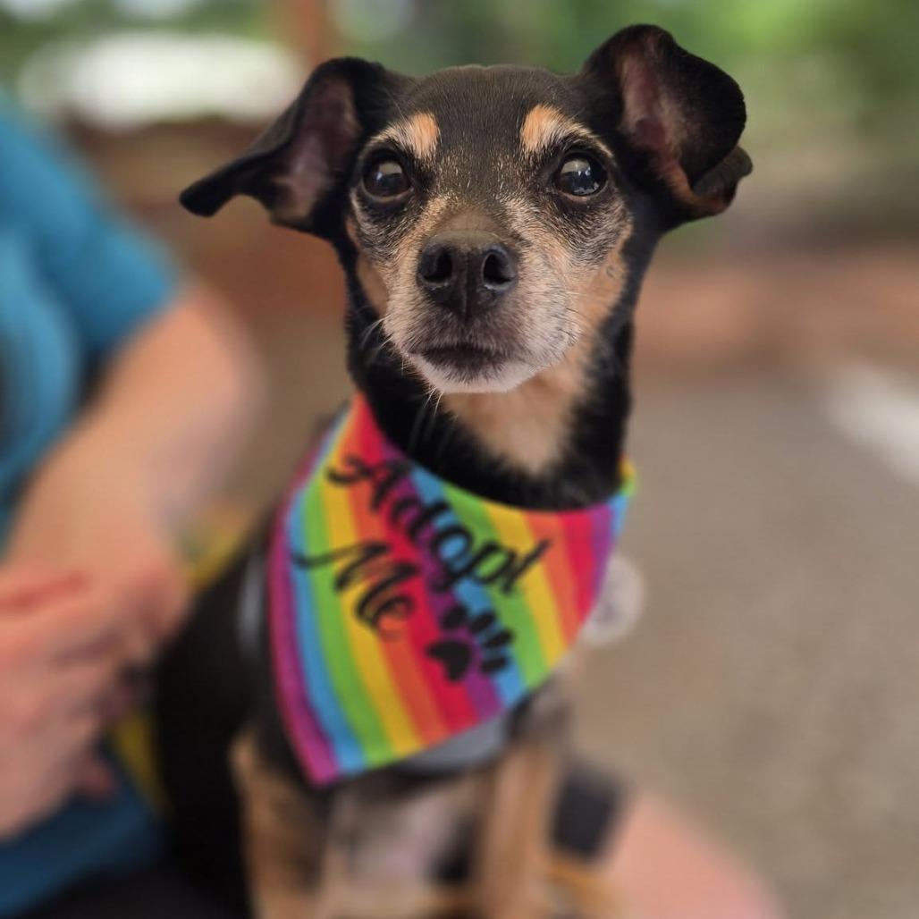 Enlarge Peggy, a Adoptable Chihuahua in Raleigh, NC image 2/5