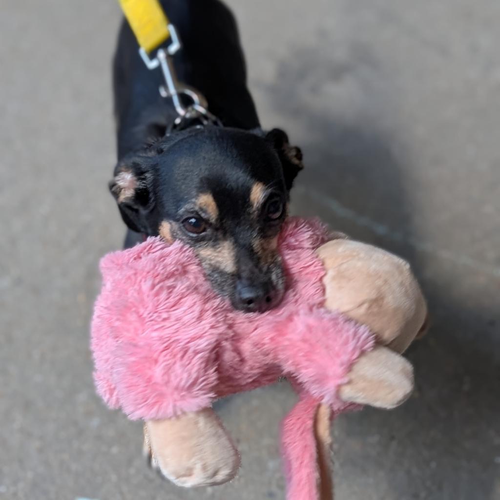 Enlarge Peggy, a Adoptable Chihuahua in Raleigh, NC image 4/6