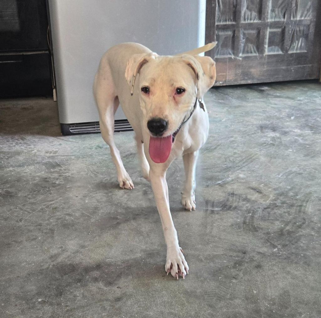 Moony, Adoptable, Young Female Dogo Argentino & Mixed Breed.