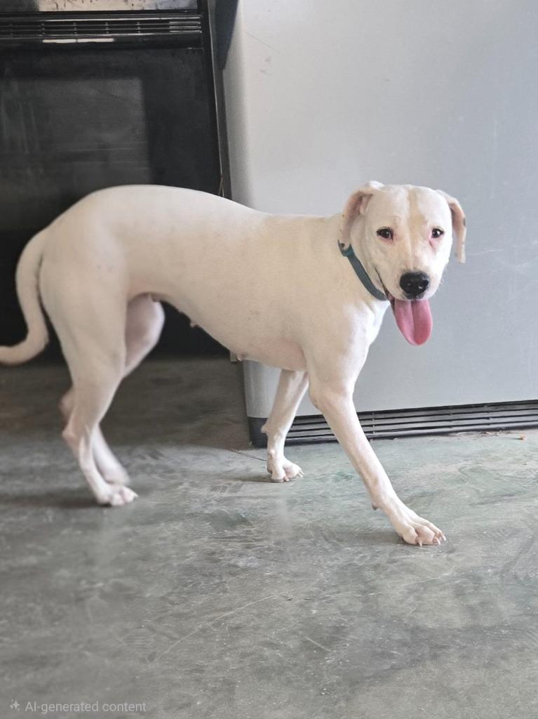 Enlarge Moony, a Adoptable mixed breed in Junction, TX image 3/4