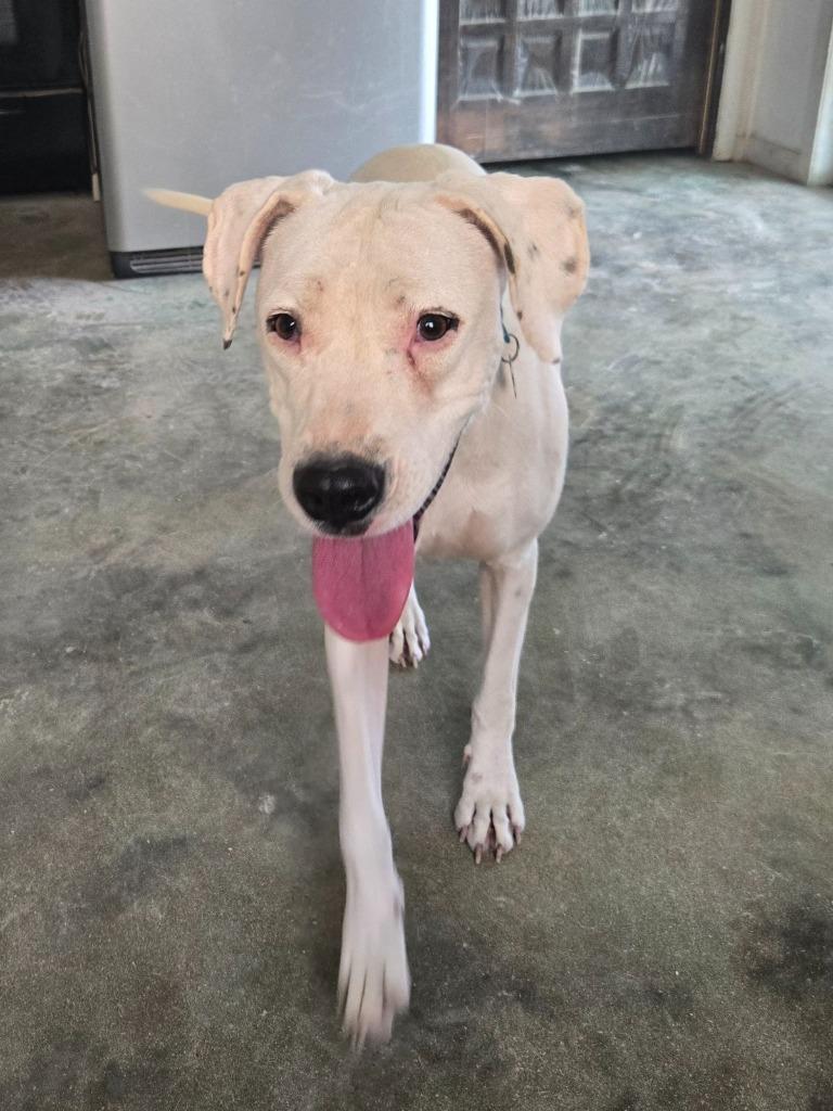 Enlarge Moony, a Adoptable mixed breed in Junction, TX image 4/4