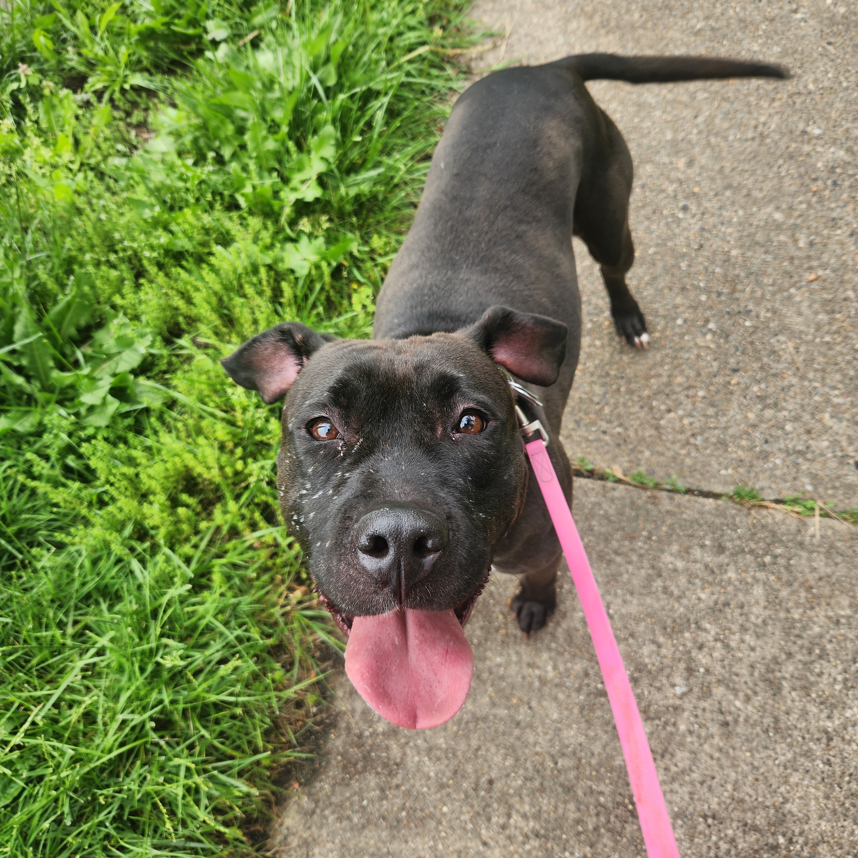Kessie, an adoptable Pit Bull Terrier, Black Labrador Retriever in PITTSBURGH, PA, 15234 | Photo Image 1