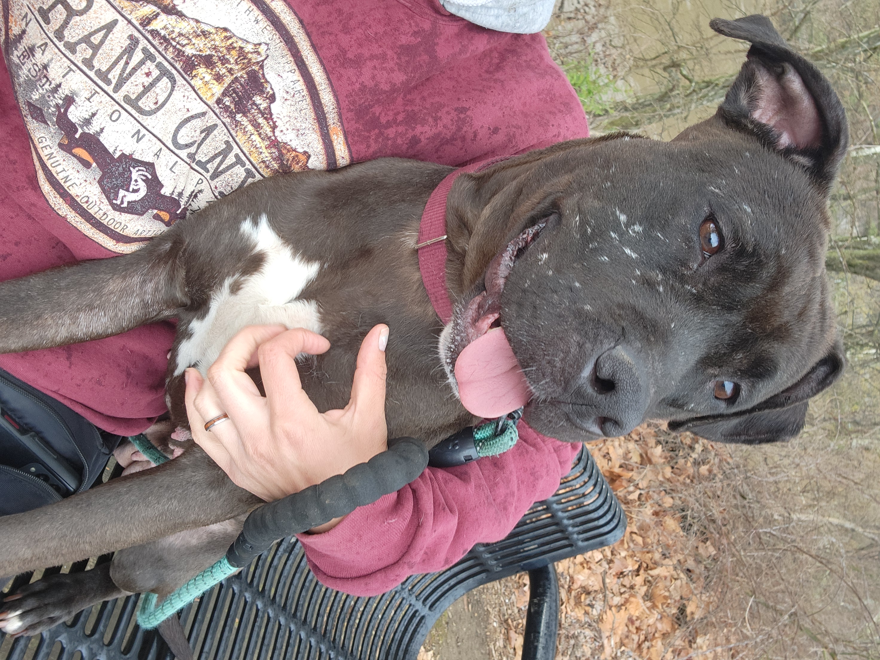 Kessie, an adoptable Pit Bull Terrier, Black Labrador Retriever in PITTSBURGH, PA, 15234 | Photo Image 2
