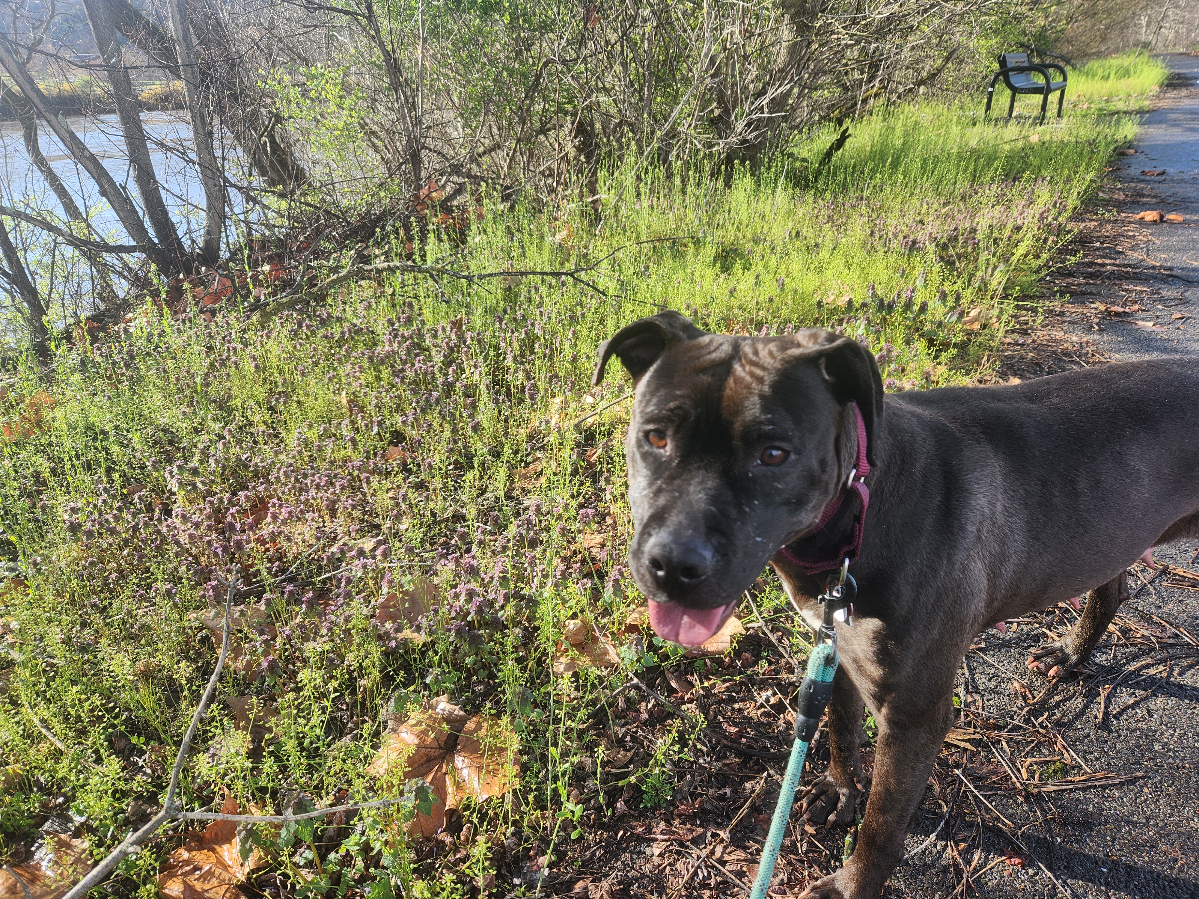 Kessie, an adoptable Pit Bull Terrier, Black Labrador Retriever in PITTSBURGH, PA, 15234 | Photo Image 3