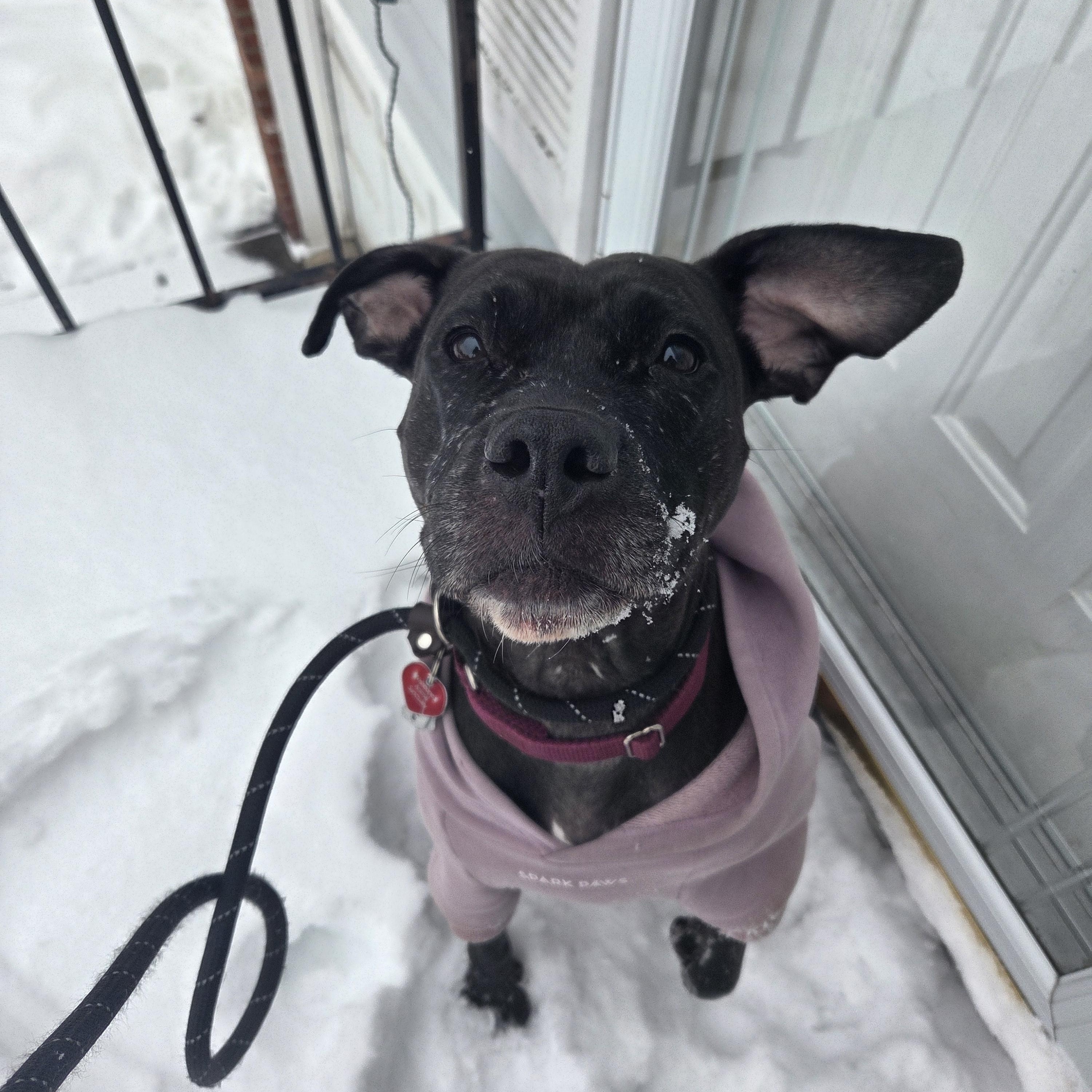 Enlarge Kessie, an adoptable mixed breed in PITTSBURGH, PA image 6/6