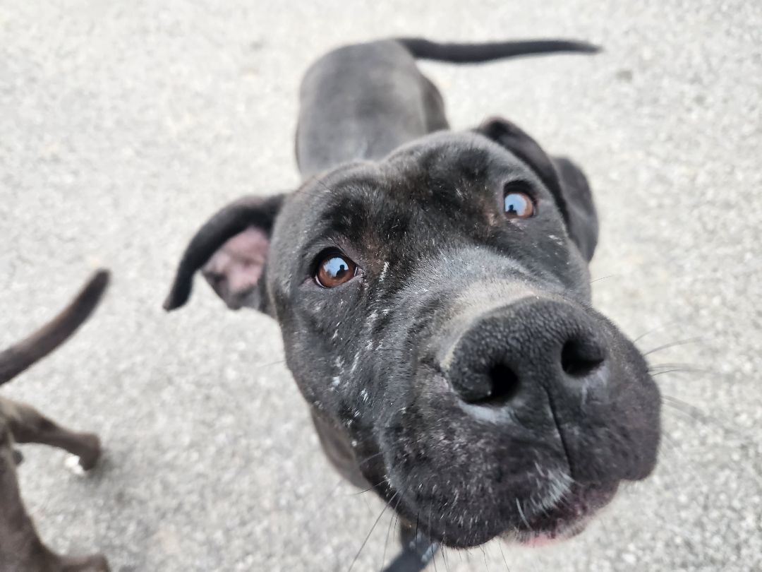 Kessie, an adoptable Pit Bull Terrier, Black Labrador Retriever in PITTSBURGH, PA, 15234 | Photo Image 4