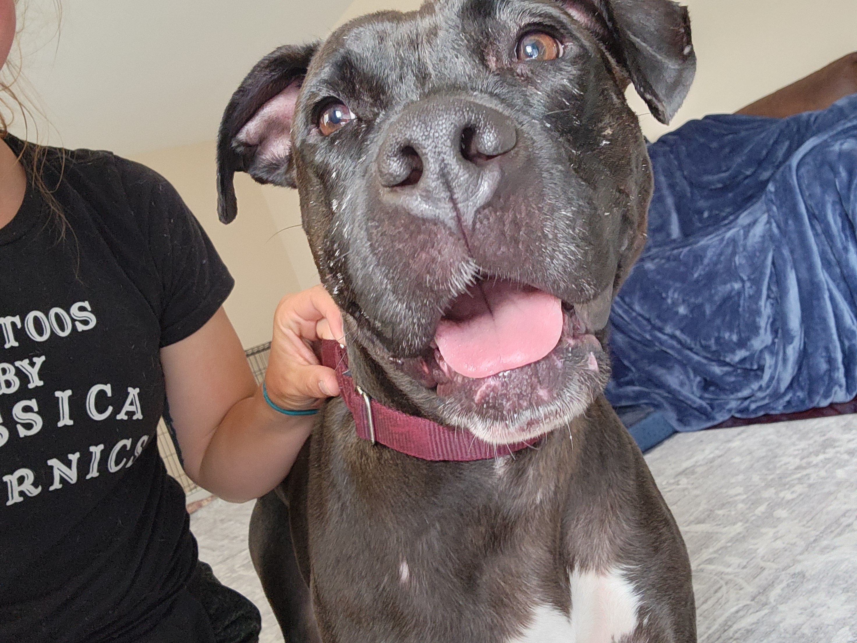 Kessie, an adoptable Pit Bull Terrier, Black Labrador Retriever in PITTSBURGH, PA, 15234 | Photo Image 5