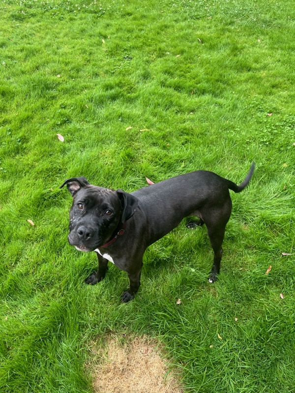 Enlarge Kessie, an adoptable mixed breed in PITTSBURGH, PA image 6/6