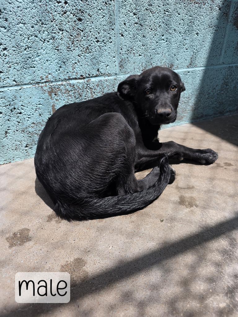Enlarge Denver, a Adoptable mixed breed in Holbrook, AZ image 1/1