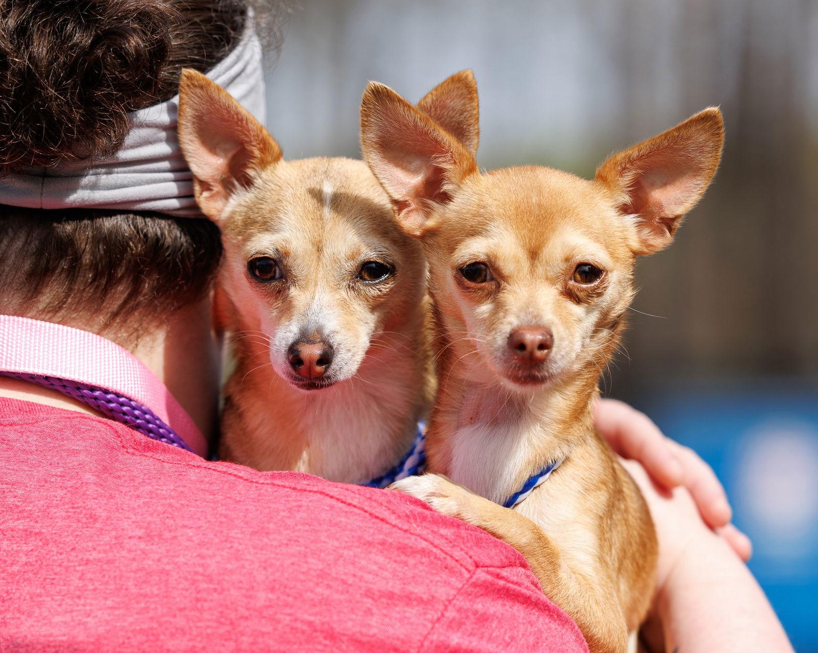 Hip Hip (bonded with Juju), a Adopted Mixed Breed in Durham, NC image 1/2