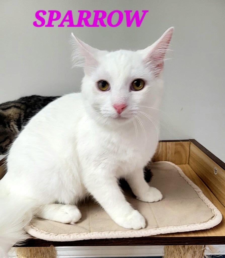 Enlarge Sparrow Bird, a Adoptable mixed breed in Rome, GA image 1/3