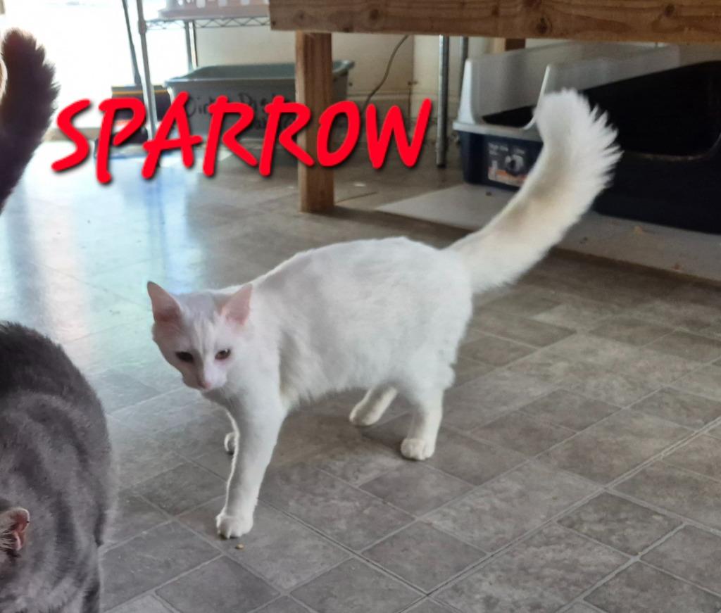 Enlarge Sparrow Bird, a Adoptable mixed breed in Rome, GA image 2/3