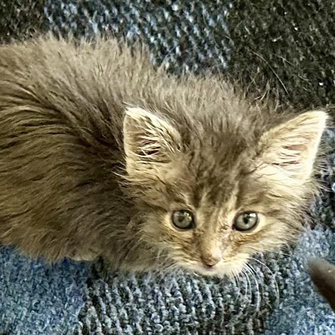 Emmett, Adoptable, Adult Male Domestic Medium Hair.