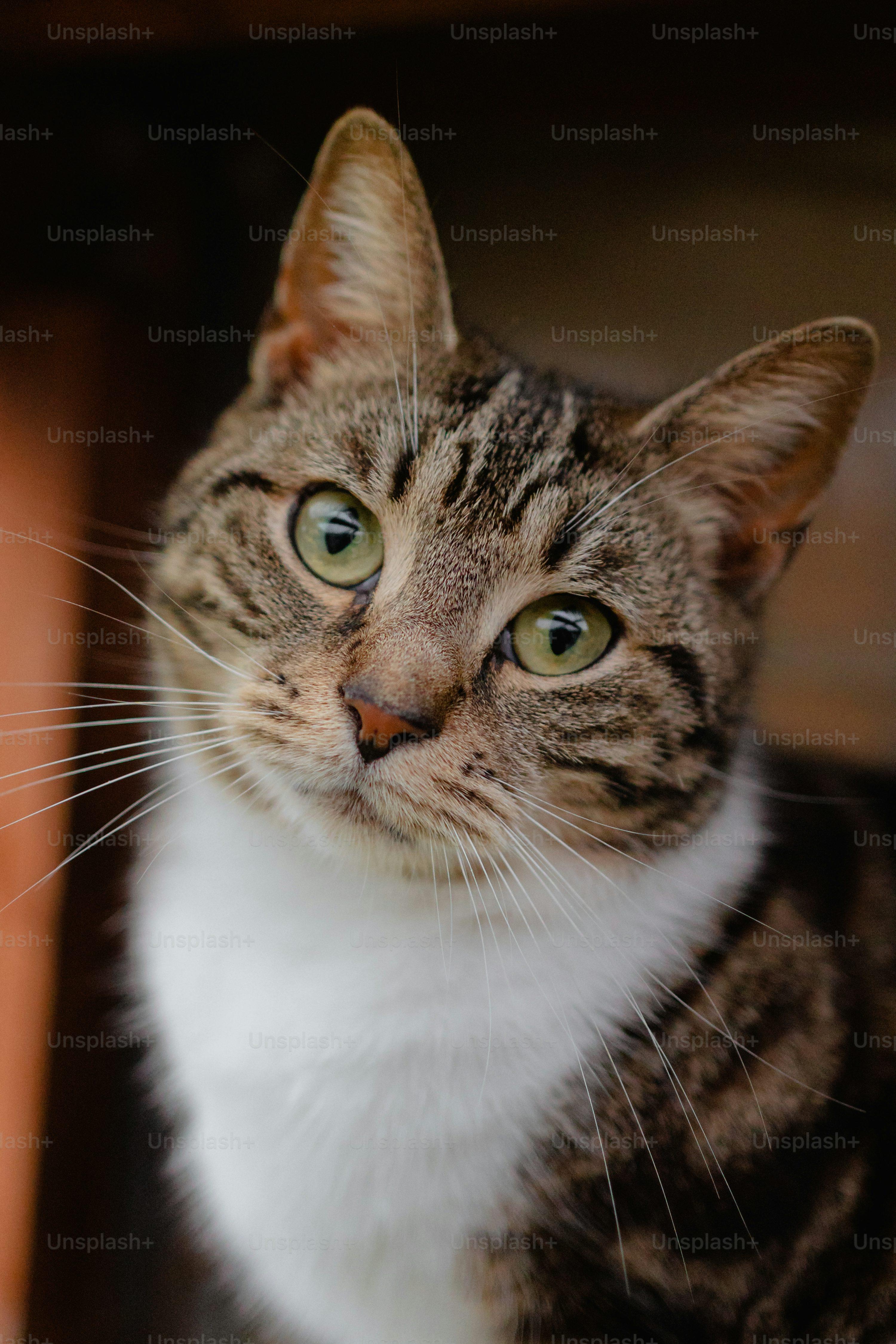 Enlarge Cats for adoption, a Adoptable Domestic Short Hair in Lexington, KY image 2/2