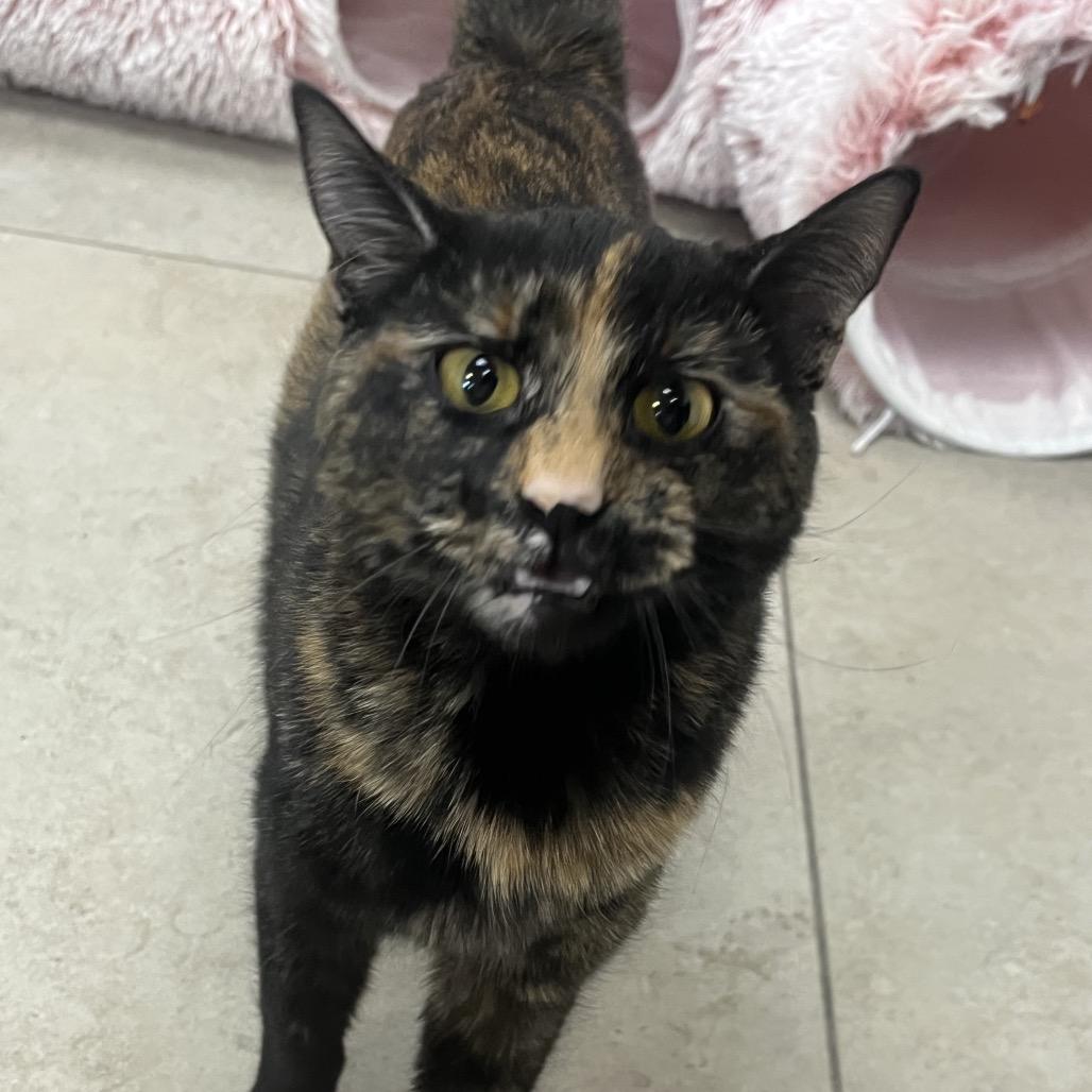 Gracie, Adoptable, Adult Female Domestic Short Hair.