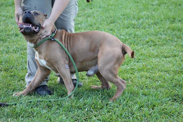 Boss, Adoptable, Senior Male Mixed Breed.