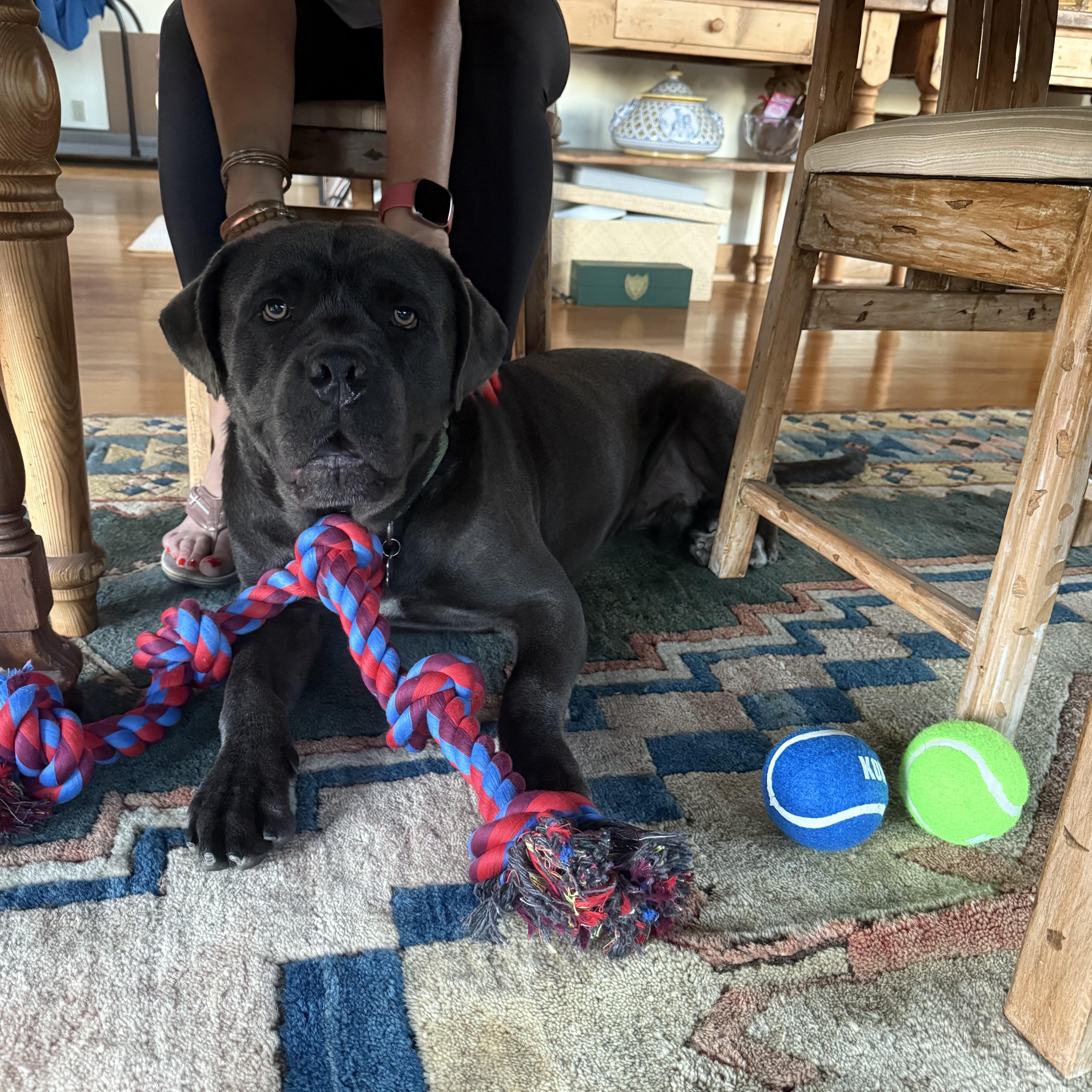 Enlarge Herbie, a Adoptable Mastiff in Huntington Beach, CA image 3/4