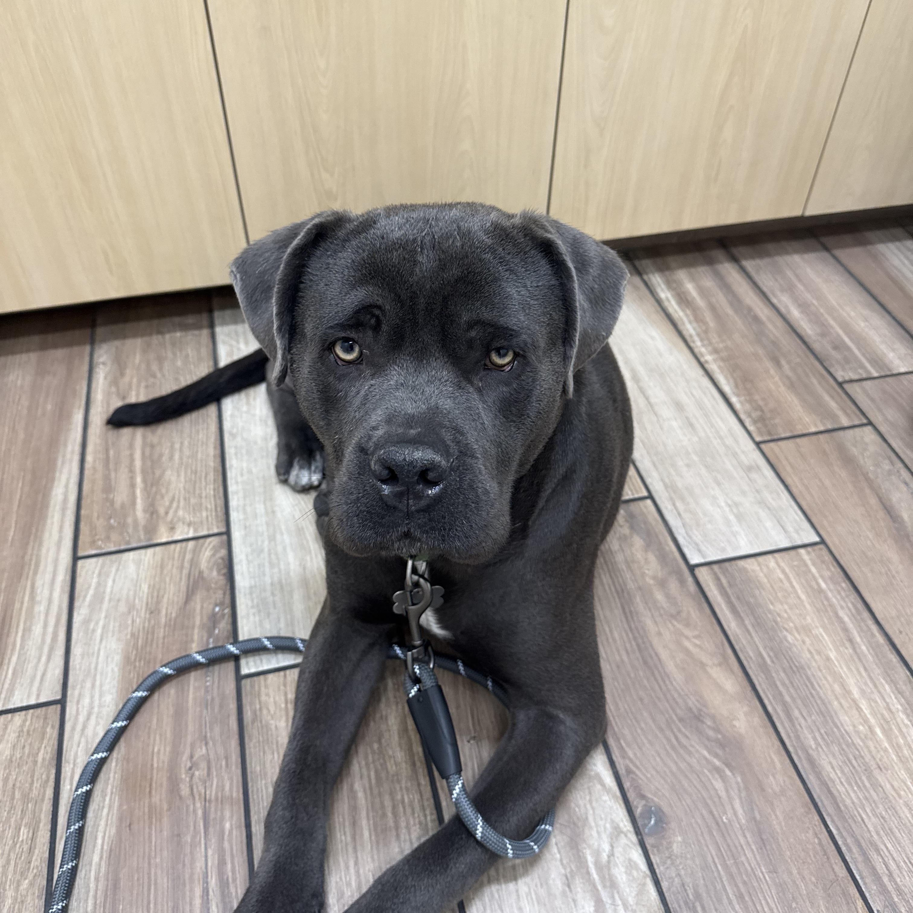 Enlarge Herbie, a Adoptable Mastiff in Huntington Beach, CA image 4/4