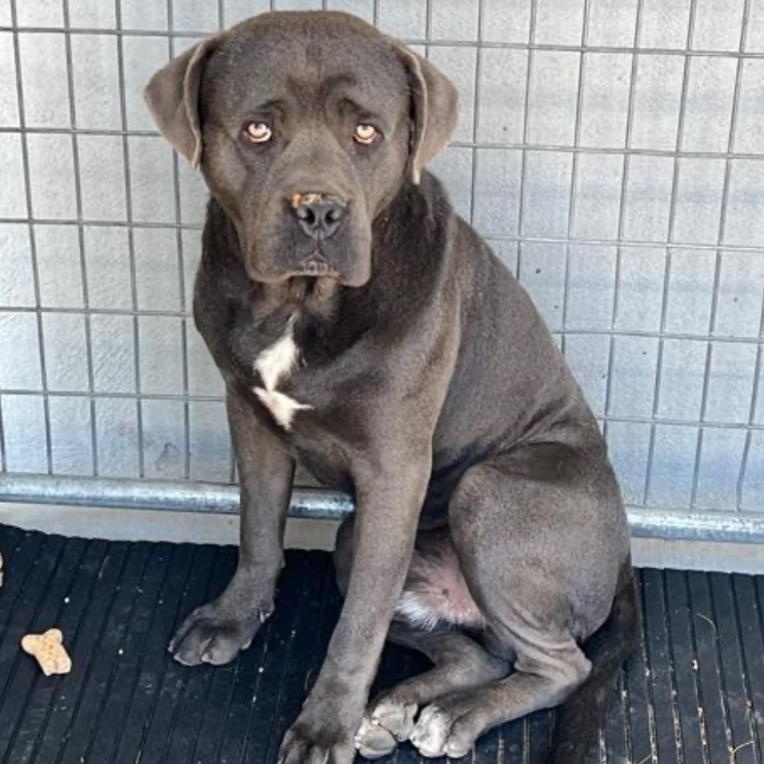 Enlarge Herbie, a Adoptable Mastiff in Huntington Beach, CA image 2/4