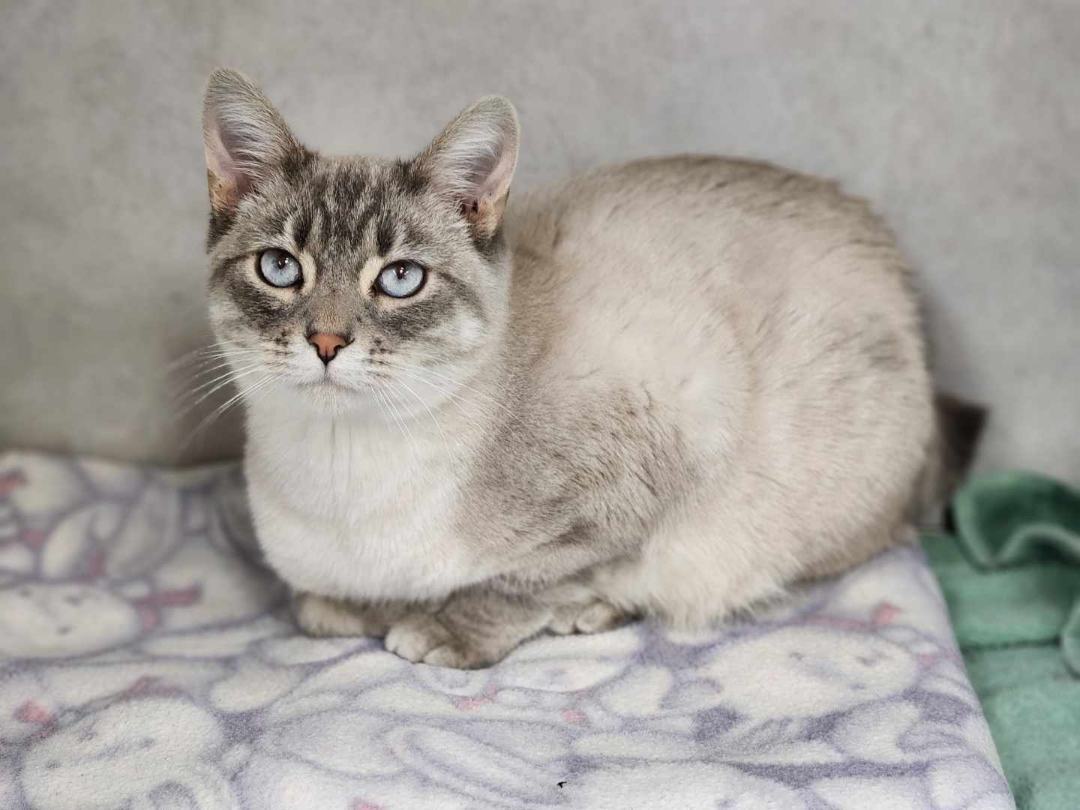 Enlarge Leo , a Adoptable Siamese in Sparta, WI image 1/7