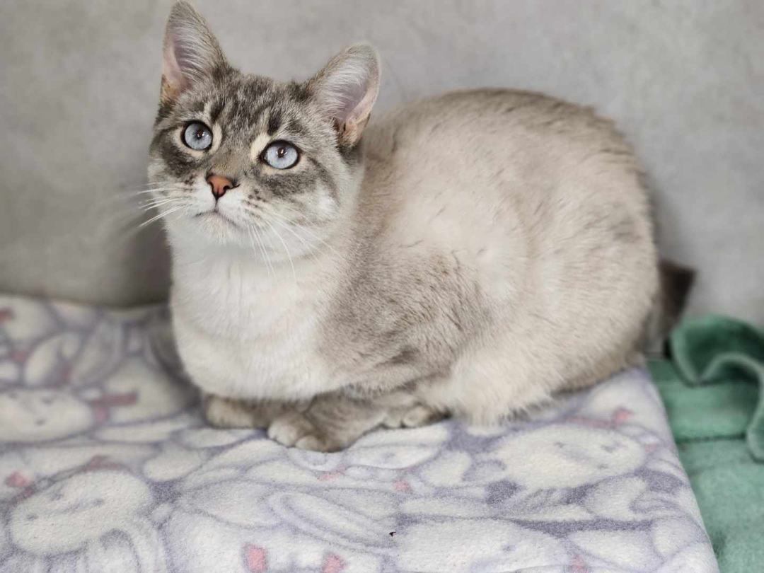 Enlarge Leo , a Adoptable Siamese in Sparta, WI image 2/7