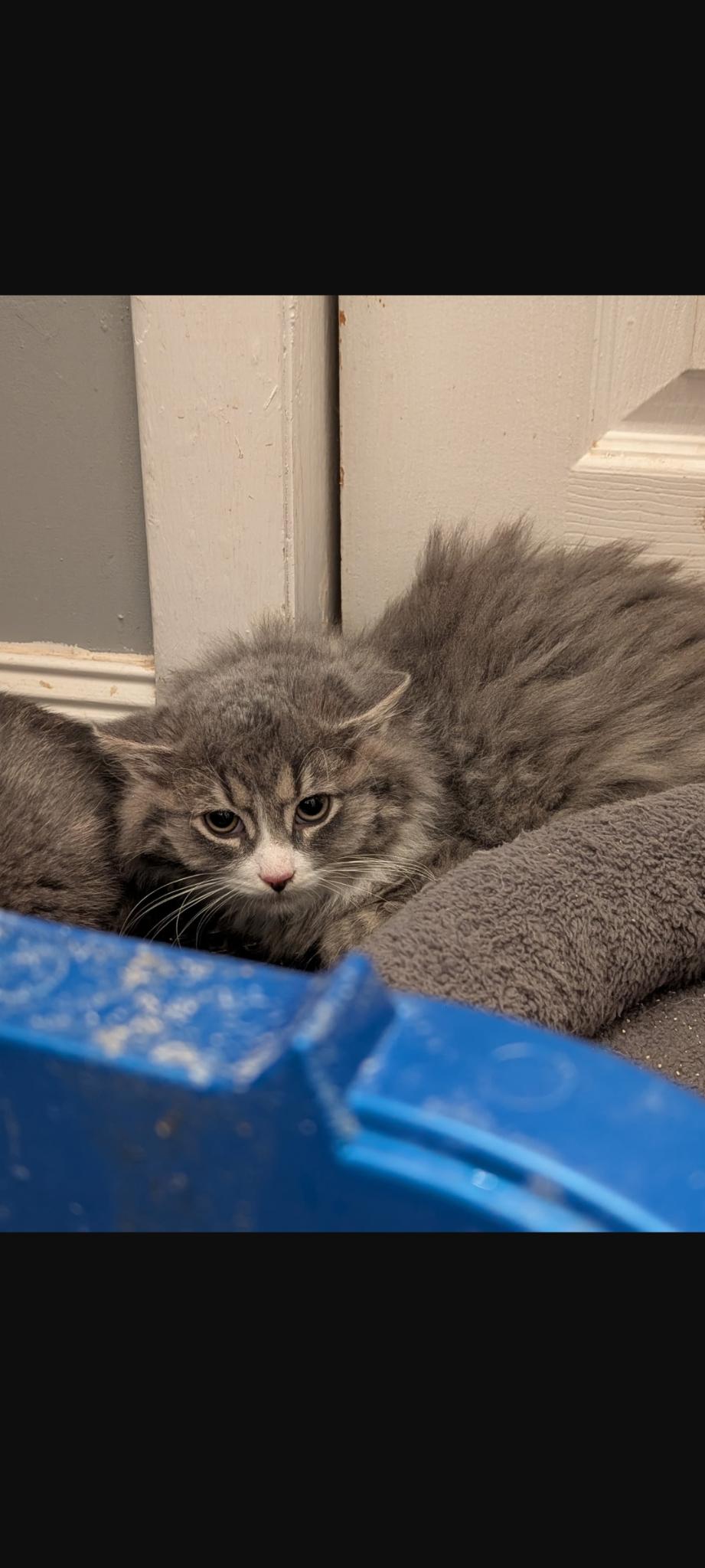Enlarge Frank, a Adopted Domestic Long Hair in Stewartsville, NJ image 1/1