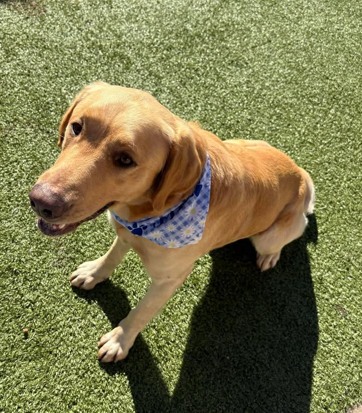 Enlarge Goliath, a ADOPTABLE mixed breed in Fayetteville, AR image 5/6