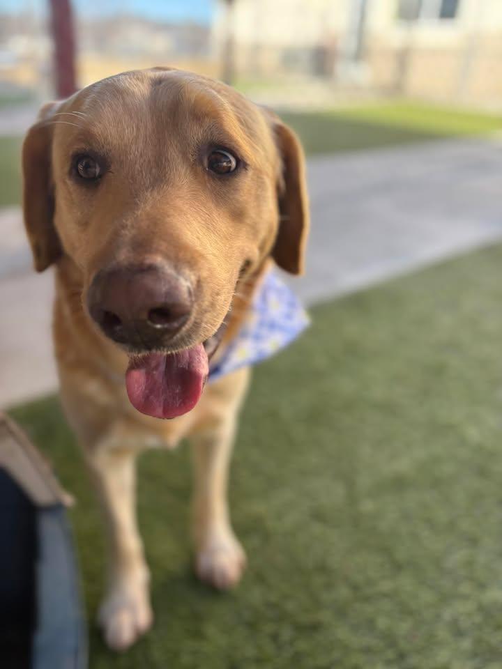 Enlarge Goliath, a ADOPTABLE mixed breed in Fayetteville, AR image 6/6