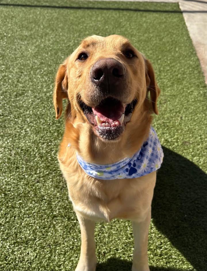 Goliath, ADOPTABLE, Adult Male Labrador Retriever.