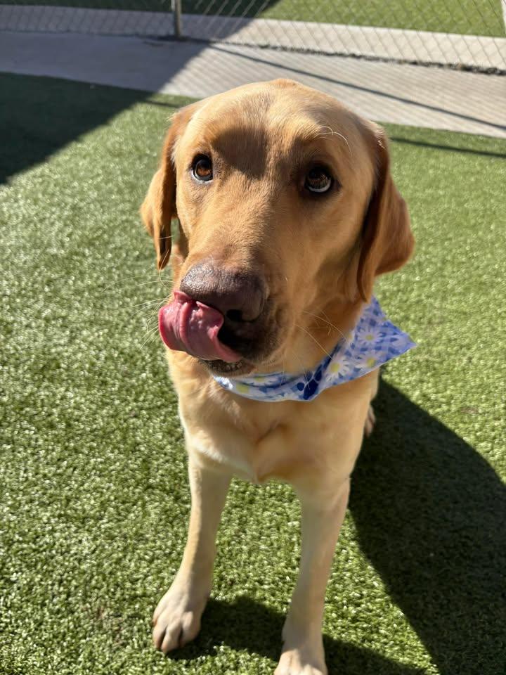 Enlarge Goliath, a ADOPTABLE mixed breed in Fayetteville, AR image 3/6