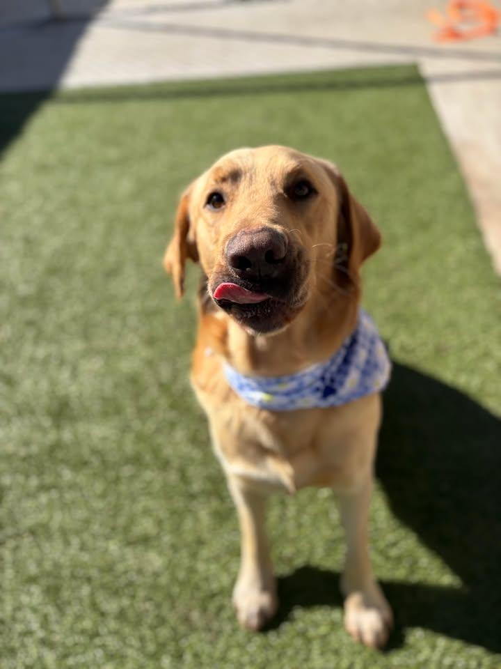Enlarge Goliath, a ADOPTABLE mixed breed in Fayetteville, AR image 2/6