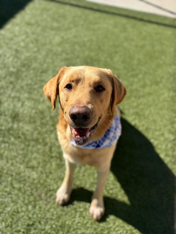 Enlarge Goliath, a ADOPTABLE mixed breed in Fayetteville, AR image 4/6