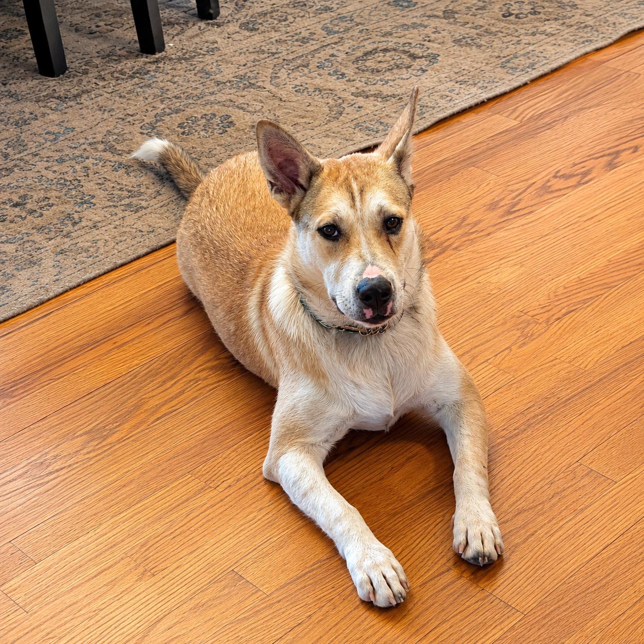 Josie, adoptable, Puppy Female Mixed Breed.