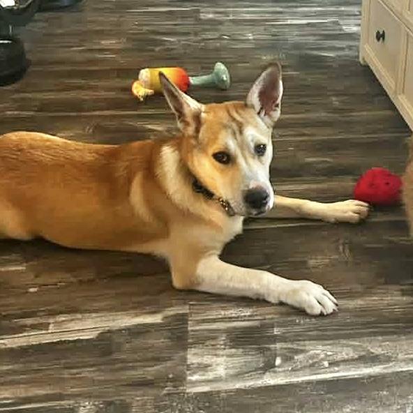 Josie, an adoptable Mixed Breed in Hillsborough, NJ image 6/6
