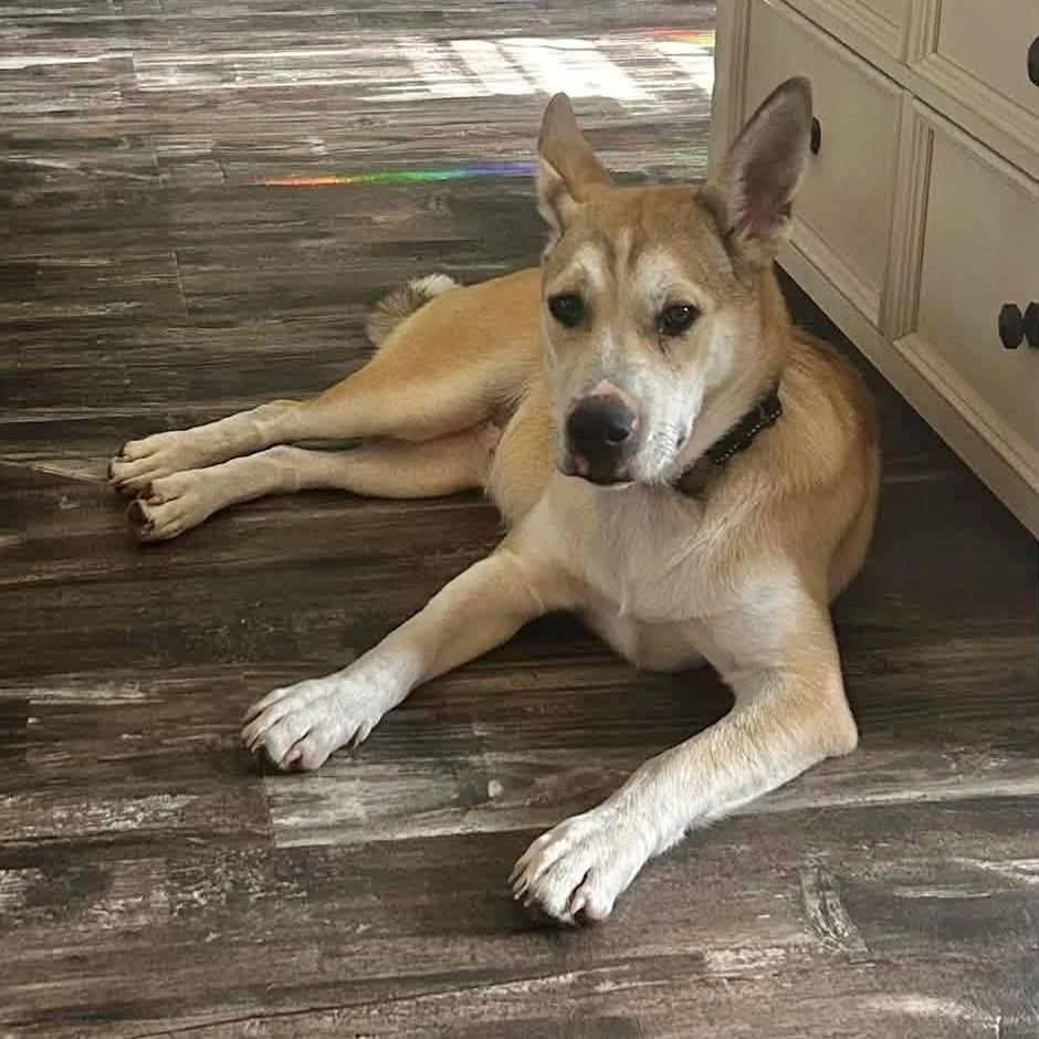 Josie, an adoptable Mixed Breed in Hillsborough, NJ image 2/6