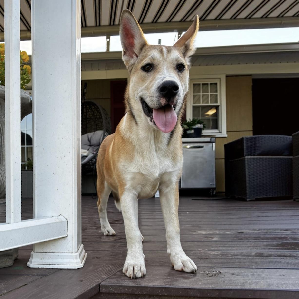 Josie, adoptable, Puppy Female Mixed Breed.