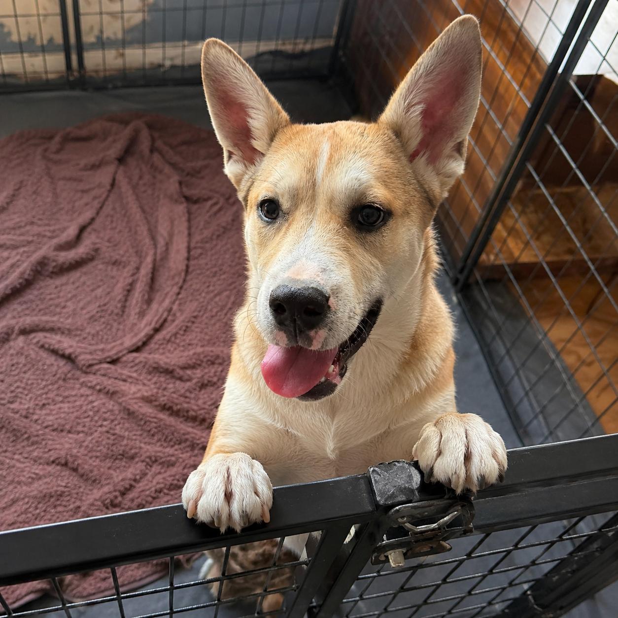 Josie, an adoptable Mixed Breed in Hillsborough, NJ image 2/5
