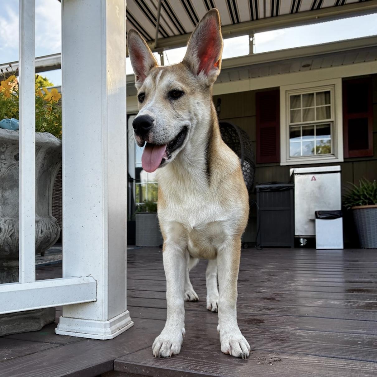 Josie, an adoptable Mixed Breed in Hillsborough, NJ image 3/5