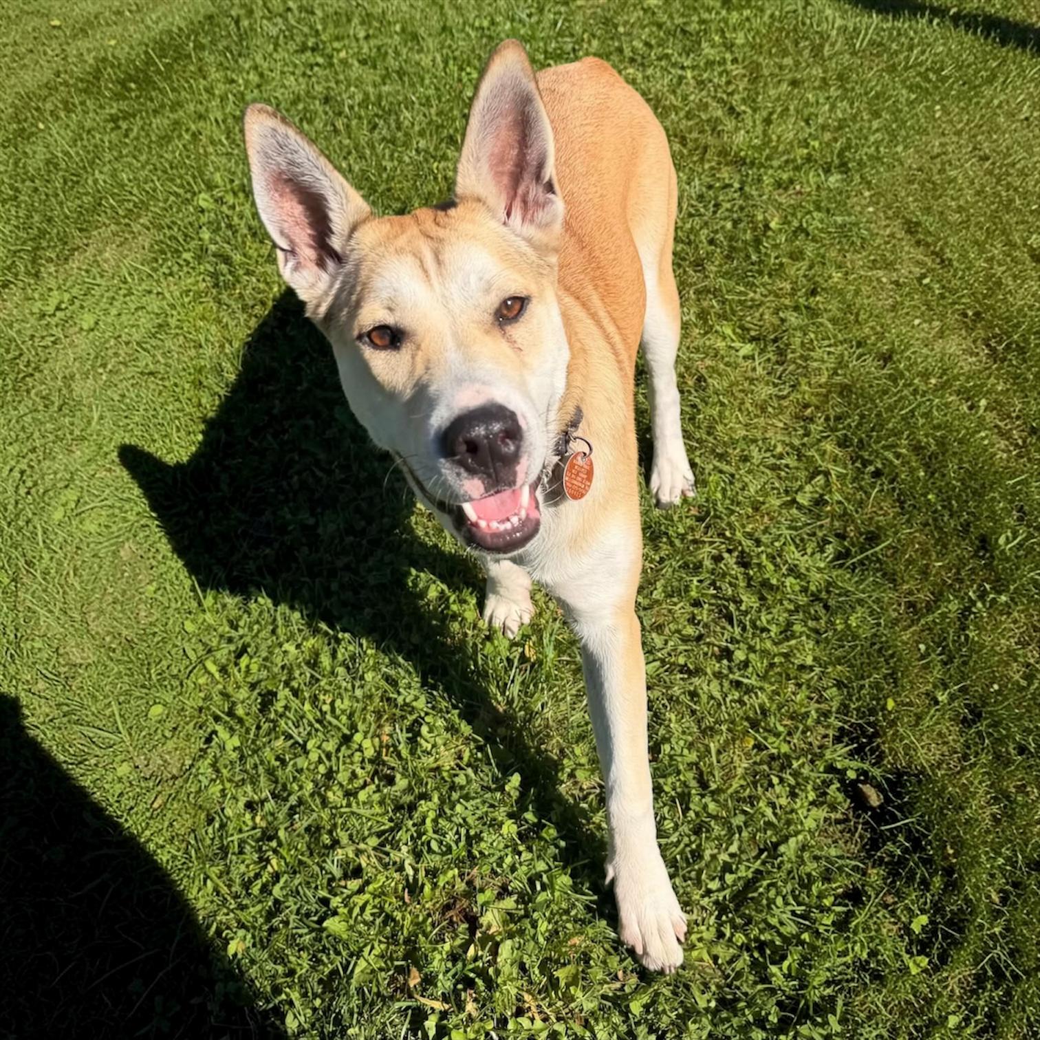 .Josie, Adoptable, Puppy Female Mixed Breed.