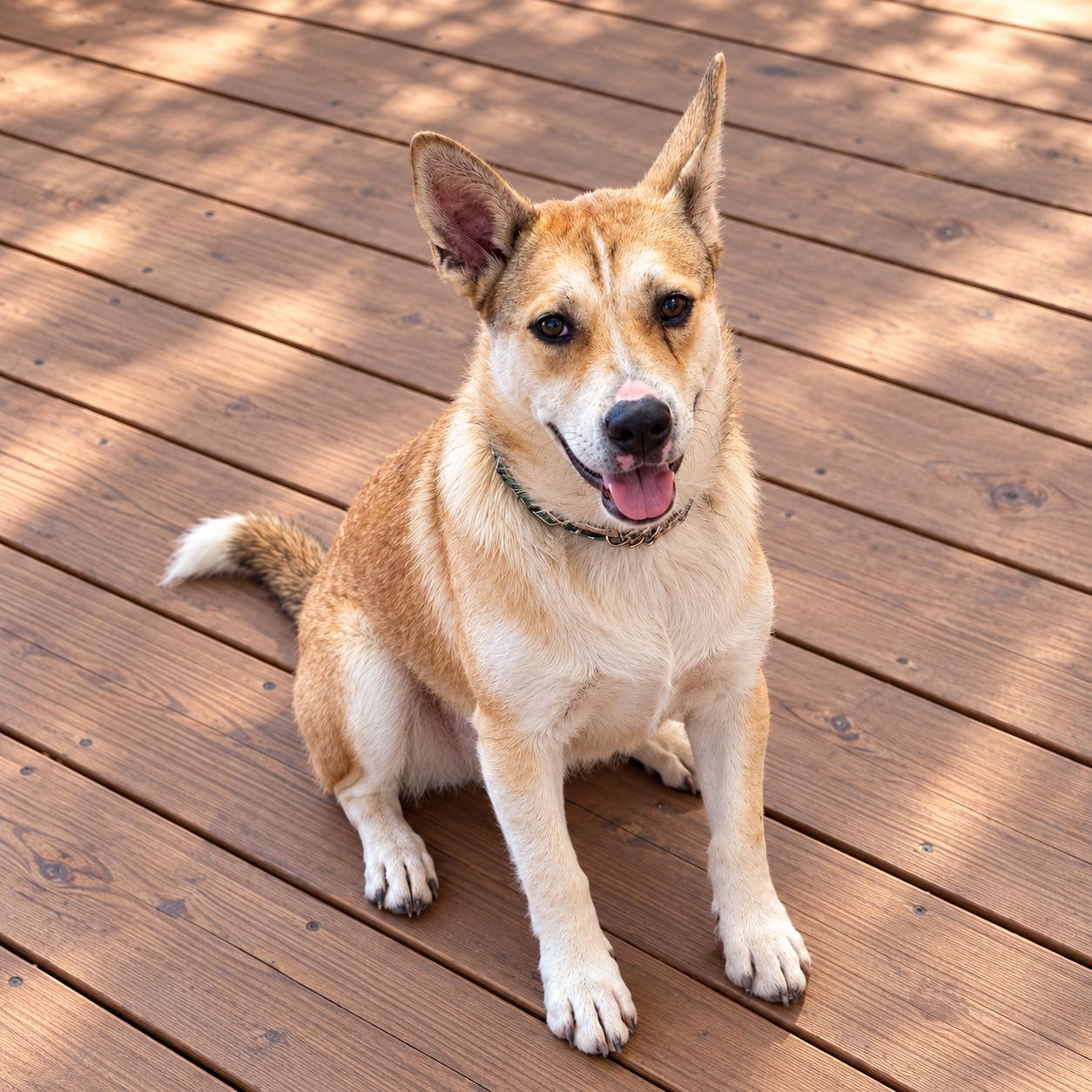 Enlarge .Josie, a Adoptable Mixed Breed in Hillsborough, NJ image 2/6